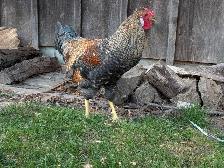 Roosters for sale