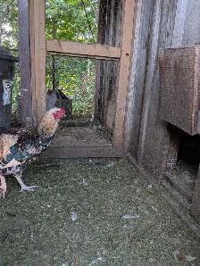 Roosters for sale - Photo 2