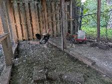 Roosters for sale - Photo 3
