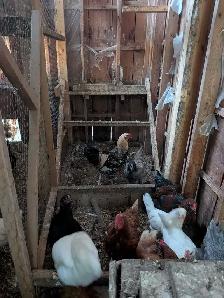 Roosters for sale - Photo 4