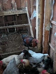 Roosters for sale - Photo 5