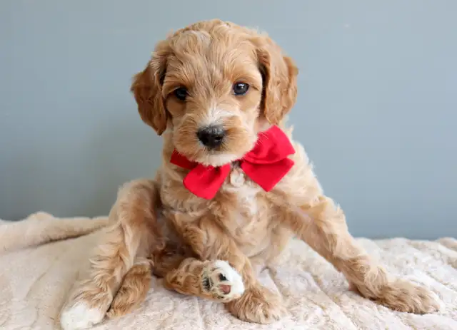Mini Australian Labradoodles OFA/PennHip & DNA tested Parents