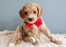 Mini Australian Labradoodles OFA/PennHip & DNA tested Parents