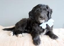 Mini Australian Labradoodles OFA/PennHip & DNA tested Parents - Photo 2