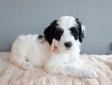 Mini Australian Labradoodles OFA/PennHip & DNA tested Parents - Photo 3