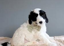 Mini Australian Labradoodles OFA/PennHip & DNA tested Parents - Photo 4
