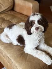 Mini Australian Labradoodles OFA/PennHip & DNA tested Parents - Photo 5