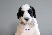 Mini Australian Labradoodles OFA/PennHip & DNA tested Parents - Photo 7