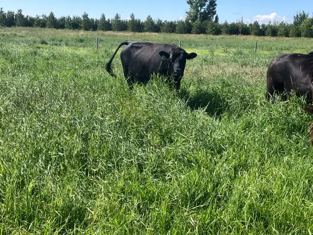 3 Pair and a Bull