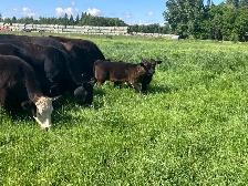 3 Pair and a Bull - Photo 2