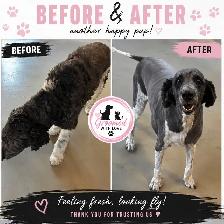 PET GROOMING - Photo 2