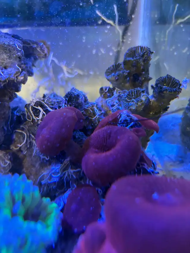 Red Mushroom Coral