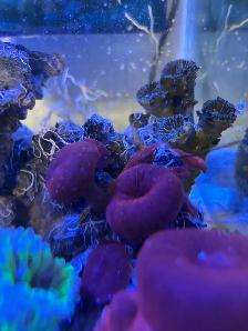 Red Mushroom Coral