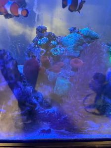 Red Mushroom Coral - Photo 2