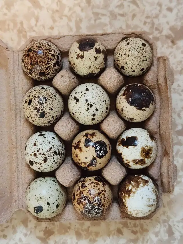 Jumbo Coturnix Quail Hatching Eggs