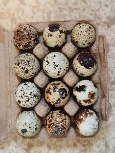 Jumbo Coturnix Quail Hatching Eggs