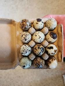 Jumbo Coturnix Quail Hatching Eggs - Photo 2