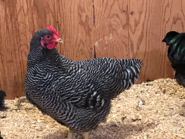 Beau choix de poussins de race Plymouth Rock barré à vendre