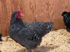 Beau choix de poussins de race Plymouth Rock barré à vendre
