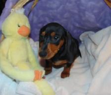Miniature Smooth Dachshunds - CKC Registered.