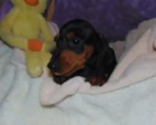 Miniature Smooth Dachshunds - CKC Registered. - Photo 2