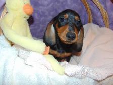 Miniature Smooth Dachshunds - CKC Registered. - Photo 3