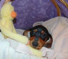 Miniature Smooth Dachshunds - CKC Registered. - Photo 4