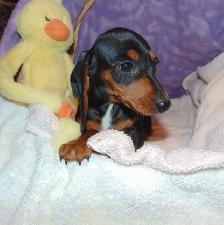 Miniature Smooth Dachshunds - CKC Registered. - Photo 5