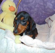 Miniature Smooth Dachshunds - CKC Registered. - Photo 6