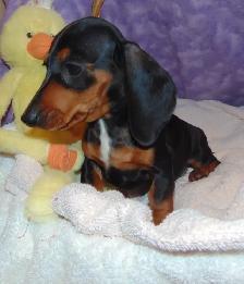 Miniature Smooth Dachshunds - CKC Registered. - Photo 7