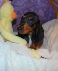 Miniature Smooth Dachshunds - CKC Registered. - Photo 8