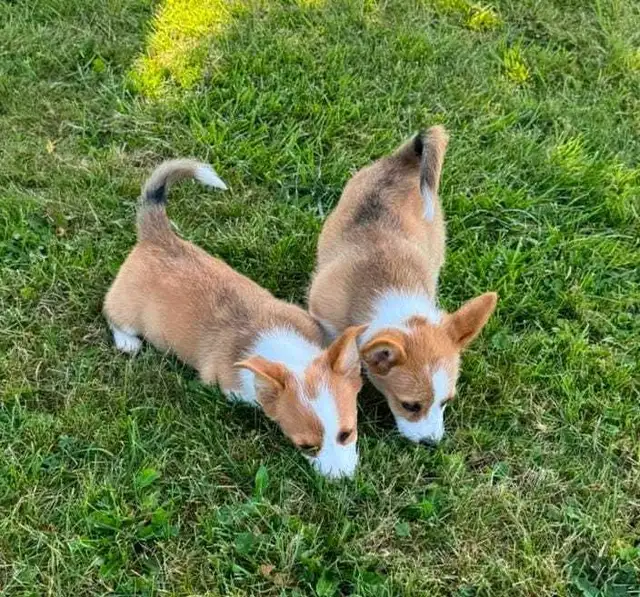 PEMBROKE WELSH CORGIS