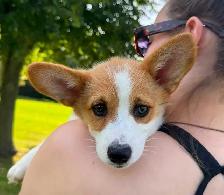 PEMBROKE WELSH CORGIS - Photo 2