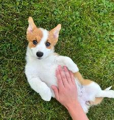 PEMBROKE WELSH CORGIS - Photo 3