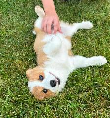 PEMBROKE WELSH CORGIS - Photo 4