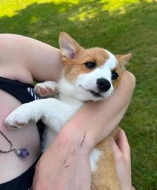 PEMBROKE WELSH CORGIS - Photo 5