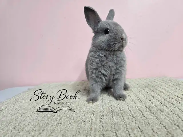 Netherland Dwarf Male
