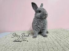 Netherland Dwarf Male