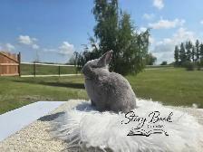 Netherland Dwarf Male - Photo 2
