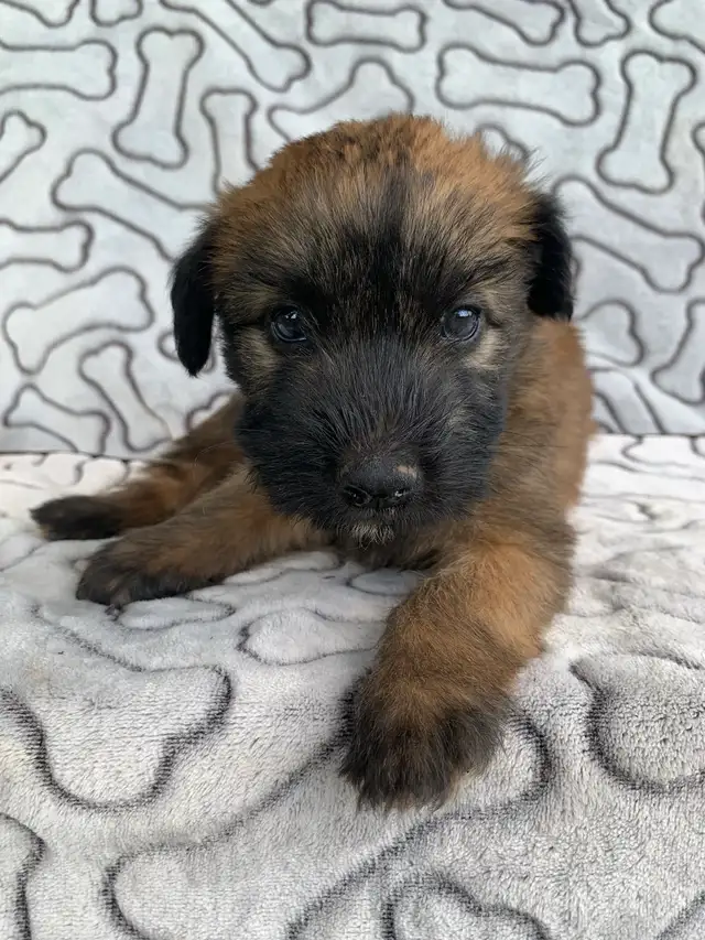100% Soft-Coated Wheaten Terrier Puppies