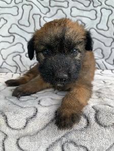 100% Soft-Coated Wheaten Terrier Puppies