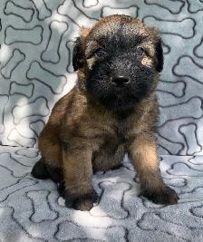 100% Soft-Coated Wheaten Terrier Puppies - Photo 2