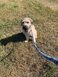 100% Soft-Coated Wheaten Terrier Puppies - Photo 3