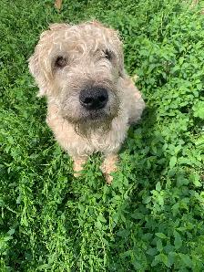 100% Soft-Coated Wheaten Terrier Puppies - Photo 4