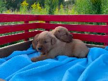 Golden Retriever Puppies