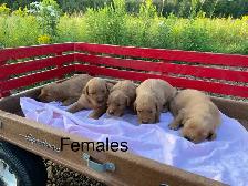 Golden Retriever Puppies - Photo 2