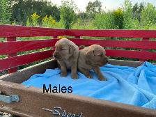 Golden Retriever Puppies - Photo 3