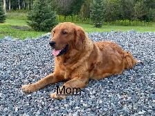 Golden Retriever Puppies - Photo 4