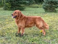Golden Retriever Puppies - Photo 5