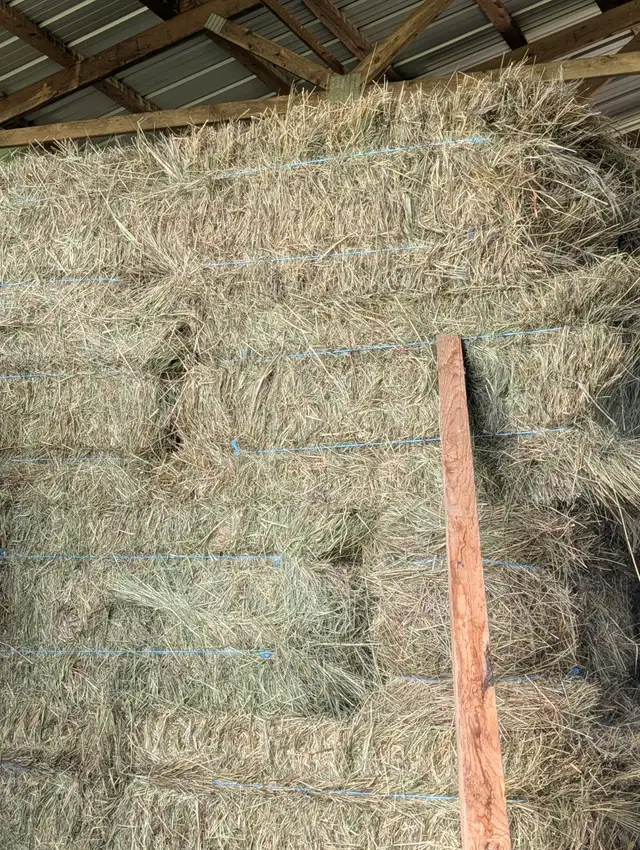 Horse quality grass small square bales for sale